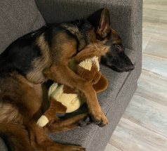 Джонни - собака в клубе «Звёздный Пёс»