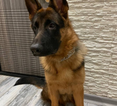 Джонни - собака в клубе «Звёздный Пёс»