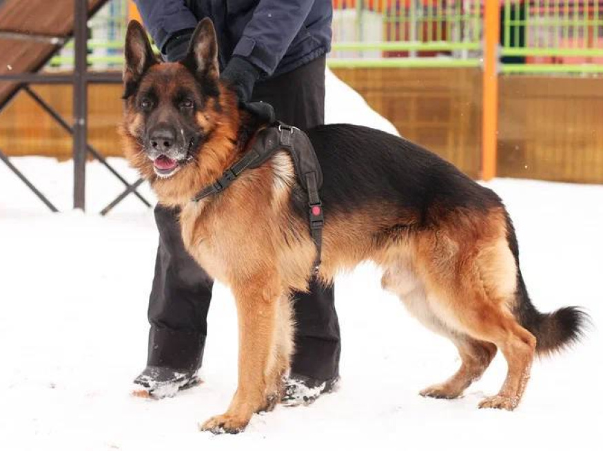 Боня - собака в клубе «Звёздный Пёс»