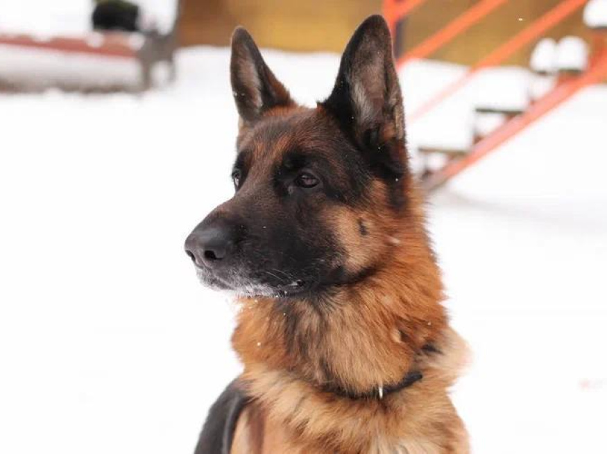 Боня - собака в клубе «Звёздный Пёс»