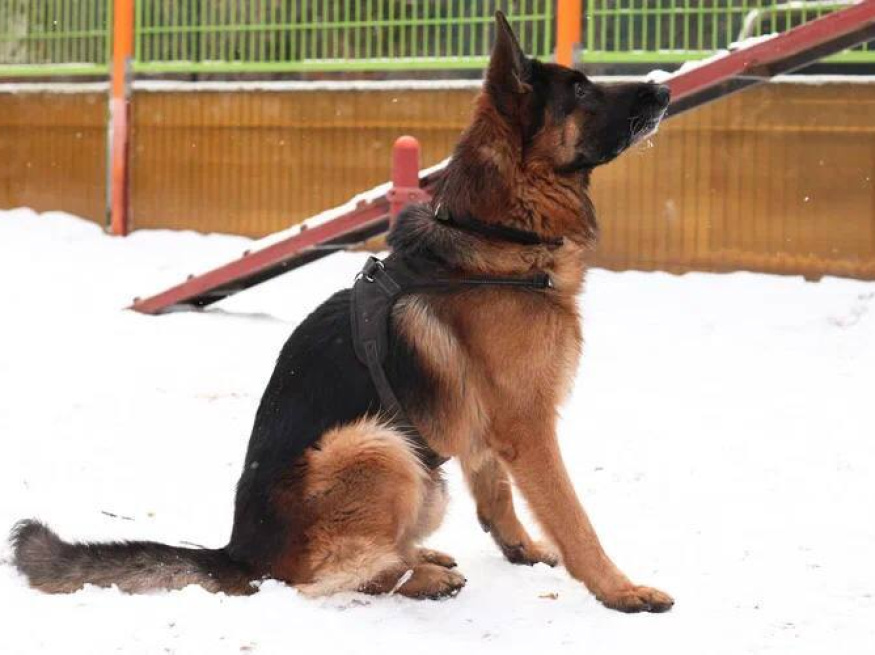 Боня - собака в клубе «Звёздный Пёс»