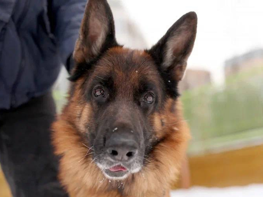 Боня - собака в клубе «Звёздный Пёс»