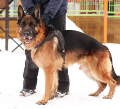 Боня - собака в клубе «Звёздный Пёс»