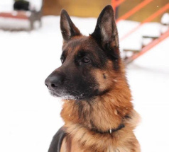 Боня - собака в клубе «Звёздный Пёс»