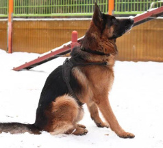 Боня - собака в клубе «Звёздный Пёс»