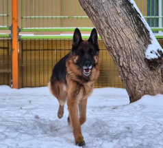 Боня - собака в клубе «Звёздный Пёс»