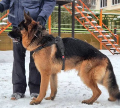 Боня - собака в клубе «Звёздный Пёс»
