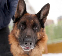 Боня - собака в клубе «Звёздный Пёс»