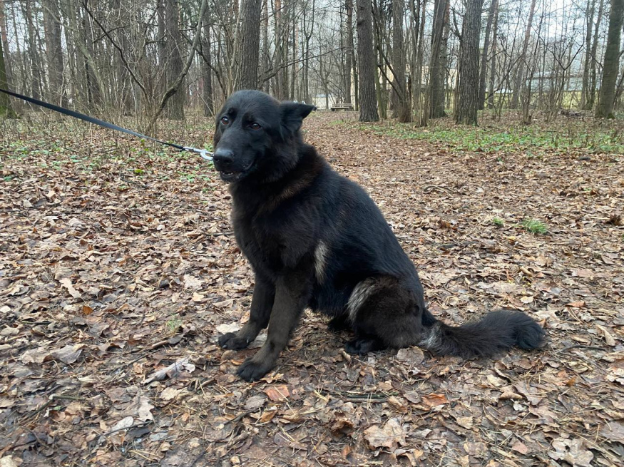 Лаванда Гранд Ами - поисковая собака в клубе «Звёздный Пёс»