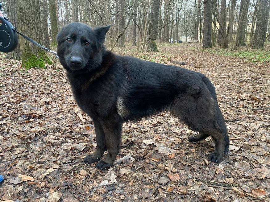 Лаванда Гранд Ами - поисковая собака в клубе «Звёздный Пёс»