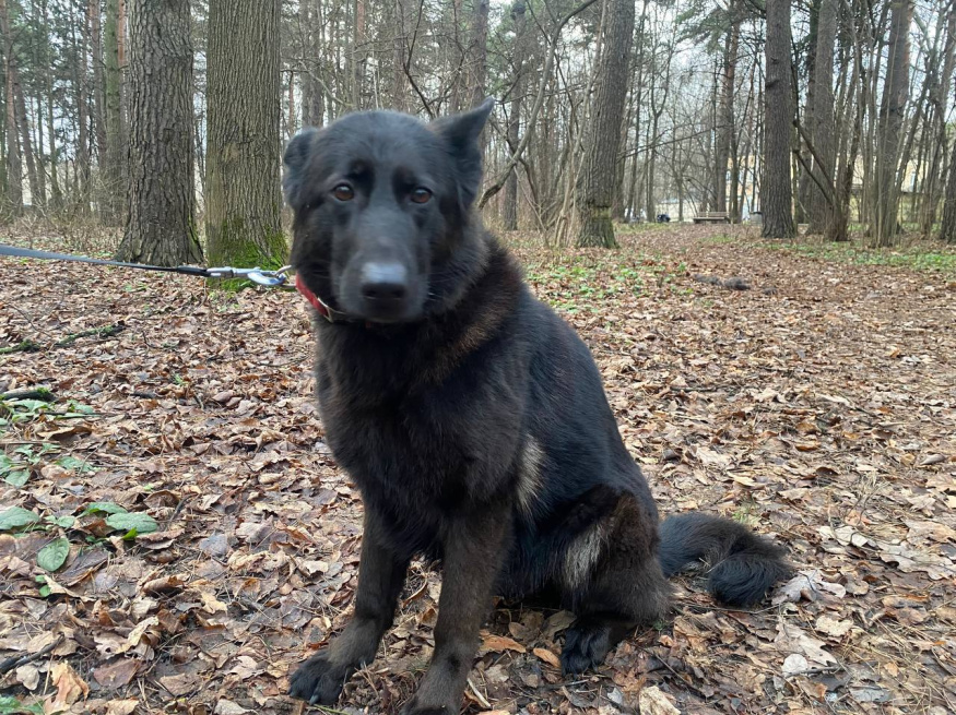Лаванда Гранд Ами - поисковая собака в клубе «Звёздный Пёс»