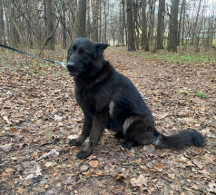 Лаванда Гранд Ами - поисковая собака в клубе «Звёздный Пёс»