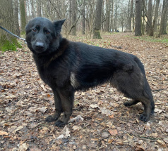 Лаванда Гранд Ами - поисковая собака в клубе «Звёздный Пёс»