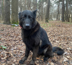 Лаванда Гранд Ами - поисковая собака в клубе «Звёздный Пёс»