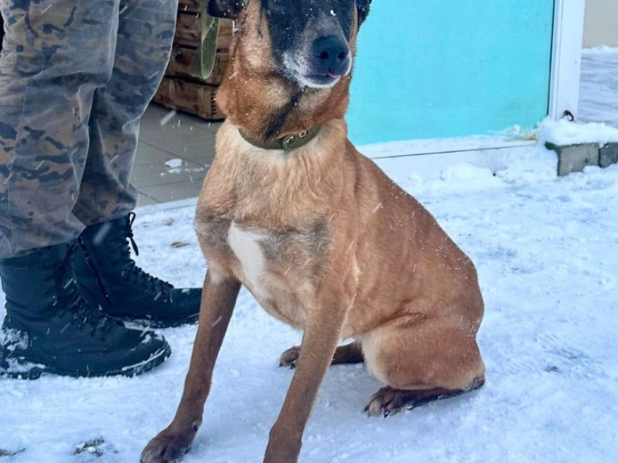 Шрапнель - караульная собака в клубе «Звёздный Пёс»