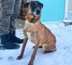 Шрапнель - караульная собака в клубе «Звёздный Пёс»