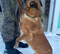 Шрапнель - караульная собака в клубе «Звёздный Пёс»