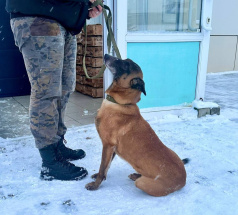 Шрапнель - караульная собака в клубе «Звёздный Пёс»