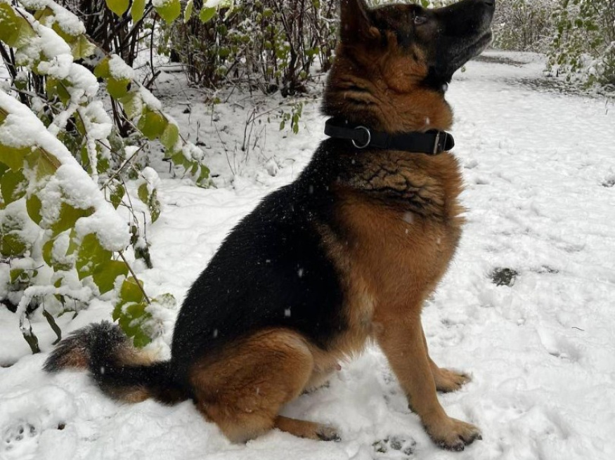 Лорд - розыскная собака в клубе «Звёздный Пёс»