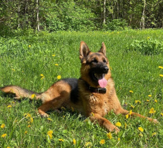 Лорд - розыскная собака в клубе «Звёздный Пёс»