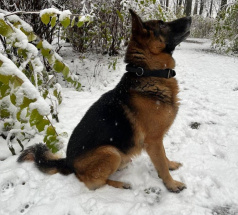 Лорд - розыскная собака в клубе «Звёздный Пёс»