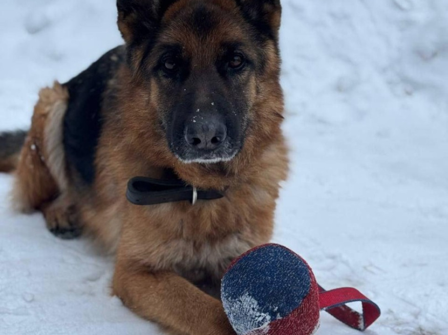 Урс - розыскная собака в клубе «Звёздный Пёс»