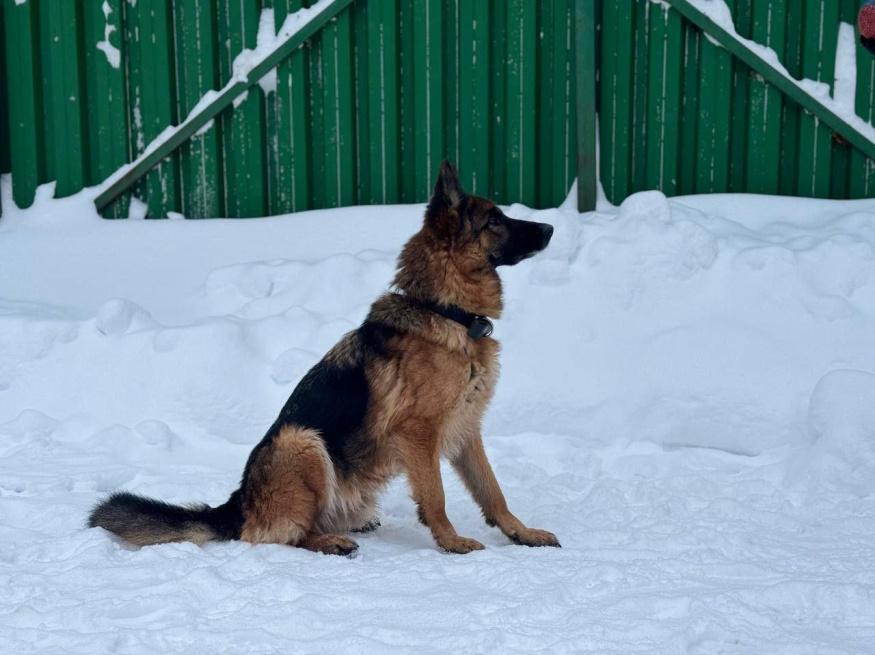 Урс - розыскная собака в клубе «Звёздный Пёс»