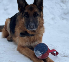 Урс - розыскная собака в клубе «Звёздный Пёс»