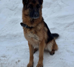 Урс - розыскная собака в клубе «Звёздный Пёс»