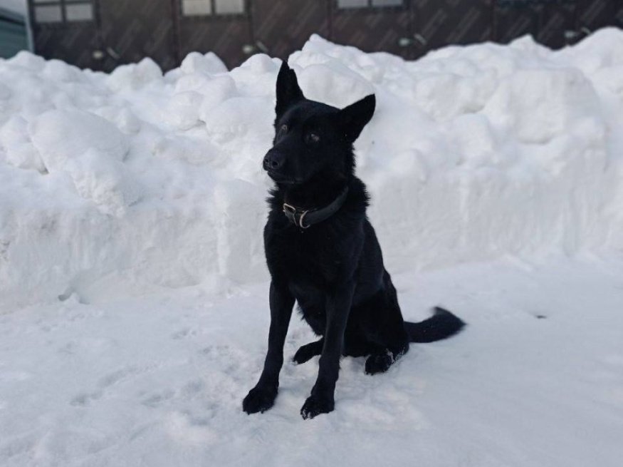 Карат - поисковая собака в клубе «Звёздный Пёс»