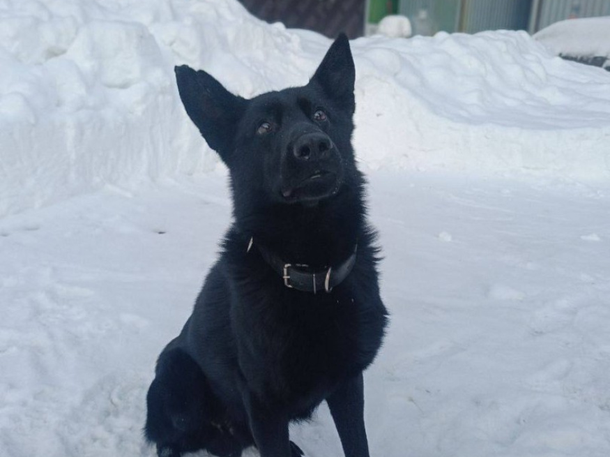 Карат - поисковая собака в клубе «Звёздный Пёс»