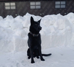 Карат - поисковая собака в клубе «Звёздный Пёс»