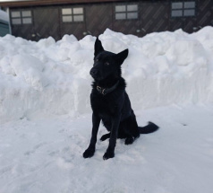 Карат - поисковая собака в клубе «Звёздный Пёс»