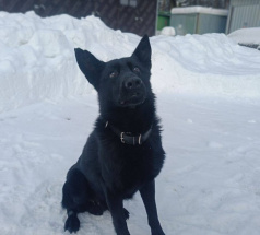 Карат - поисковая собака в клубе «Звёздный Пёс»