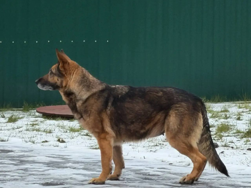 Гайка - розыскная собака в клубе «Звёздный Пёс»