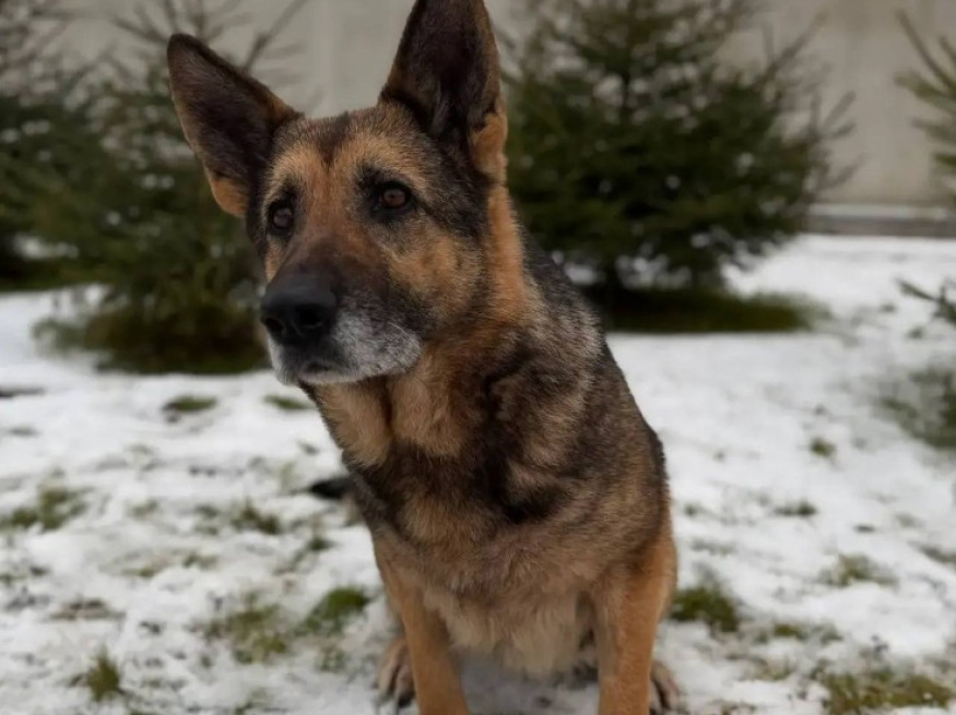 Гайка - розыскная собака в клубе «Звёздный Пёс»