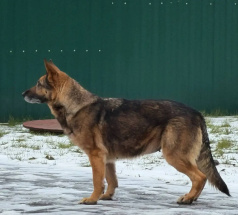Гайка - розыскная собака в клубе «Звёздный Пёс»