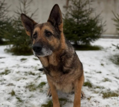 Гайка - розыскная собака в клубе «Звёздный Пёс»