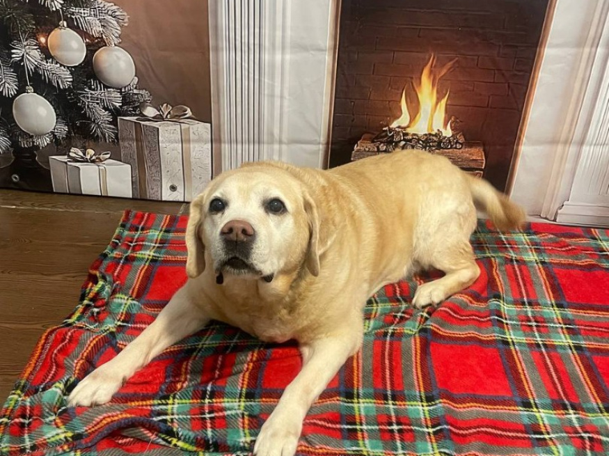 Изаура - собака-проводник в клубе «Звёздный Пёс»