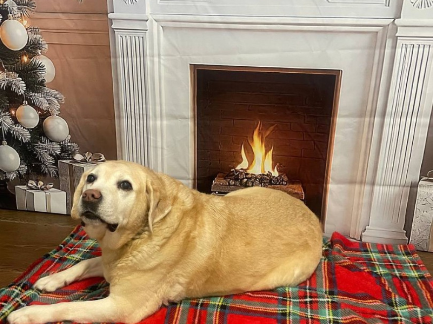 Изаура - собака-проводник в клубе «Звёздный Пёс»