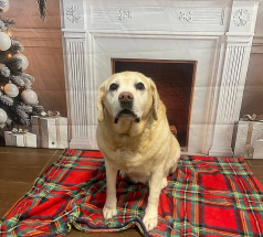 Изаура - собака-проводник в клубе «Звёздный Пёс»