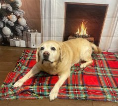 Изаура - собака-проводник в клубе «Звёздный Пёс»