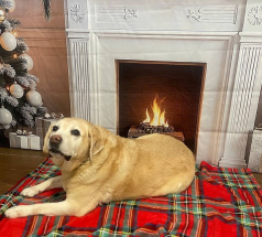 Изаура - собака-проводник в клубе «Звёздный Пёс»