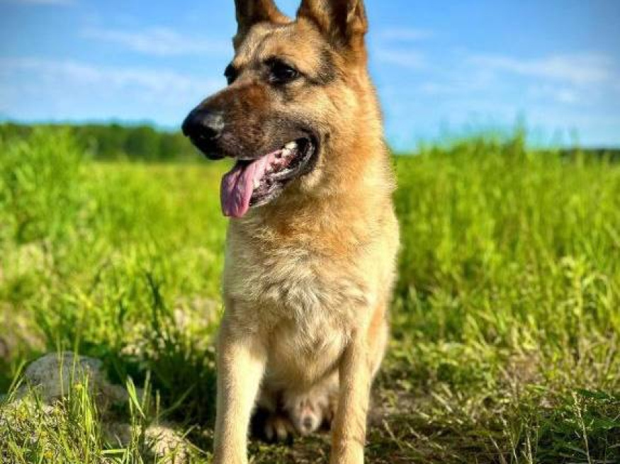 Рич - поисковая собака в клубе «Звёздный Пёс»