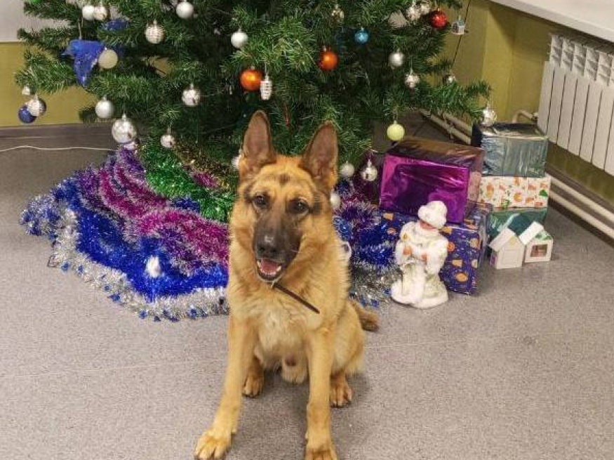 Рич - поисковая собака в клубе «Звёздный Пёс»