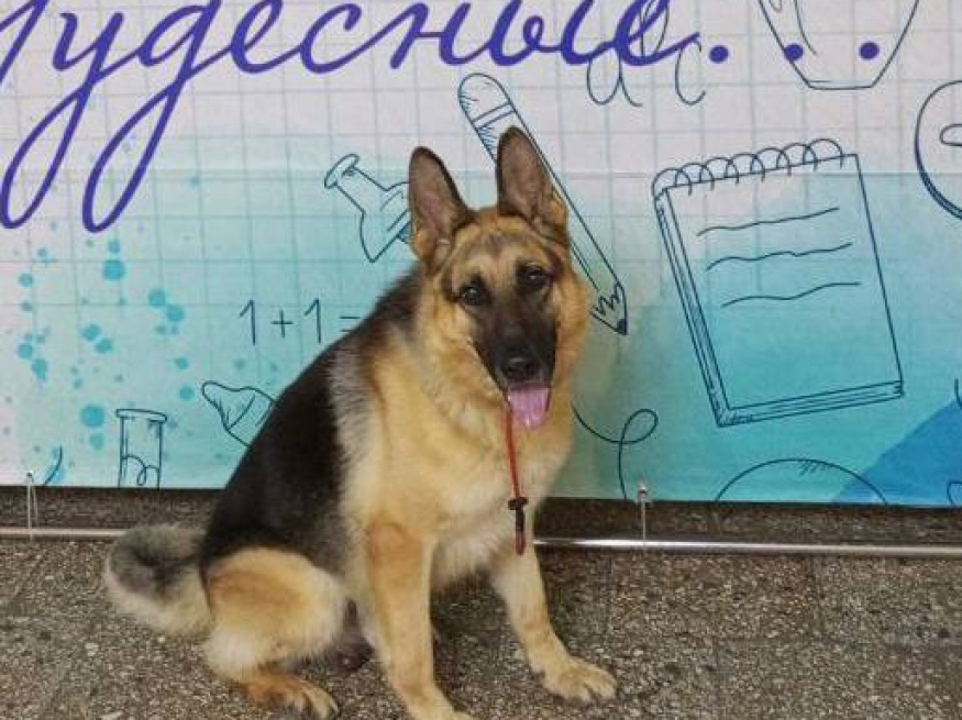 Рич - поисковая собака в клубе «Звёздный Пёс»