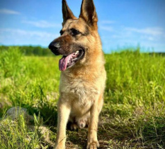 Рич - поисковая собака в клубе «Звёздный Пёс»