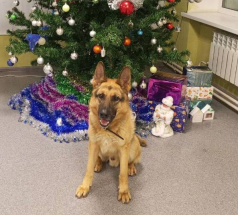 Рич - поисковая собака в клубе «Звёздный Пёс»