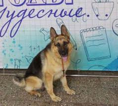 Рич - поисковая собака в клубе «Звёздный Пёс»