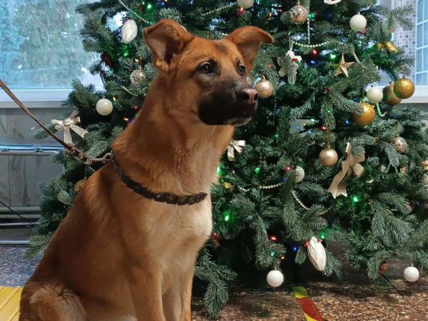 Кент - собака в клубе «Звёздный Пёс»
